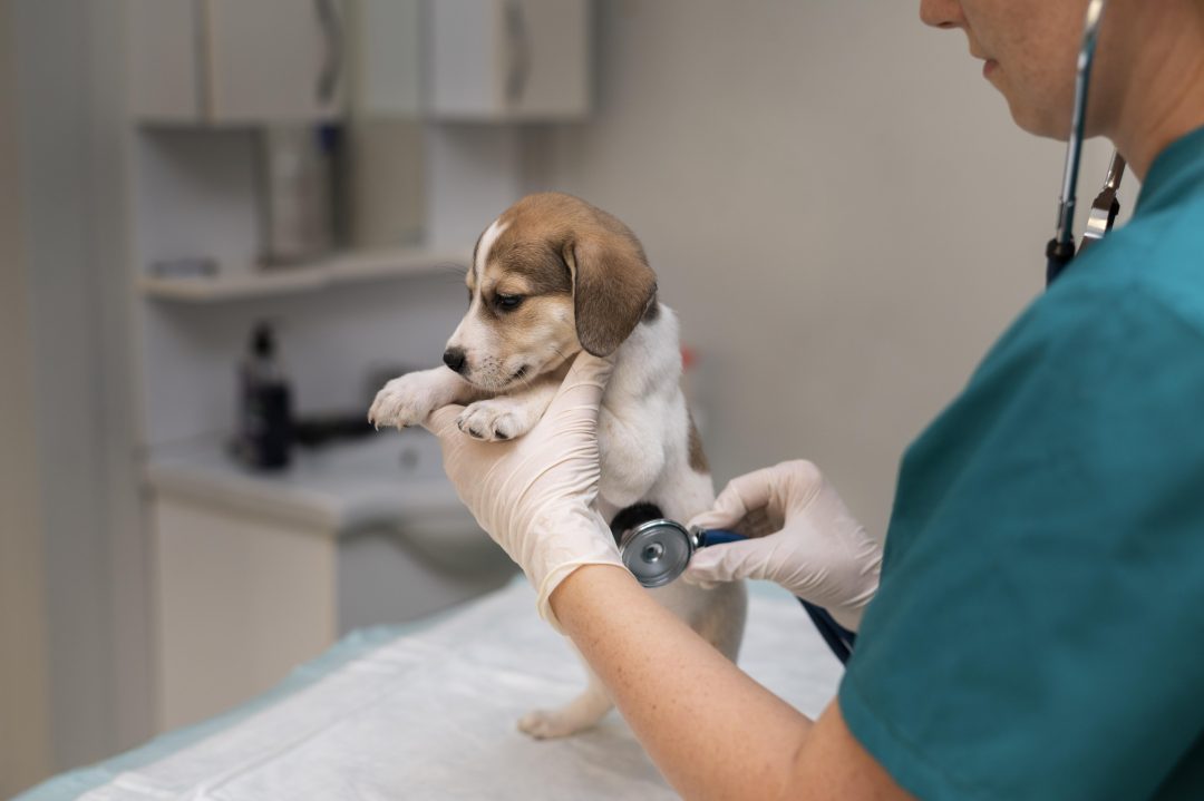 veterinario cuidando del cachorroperro