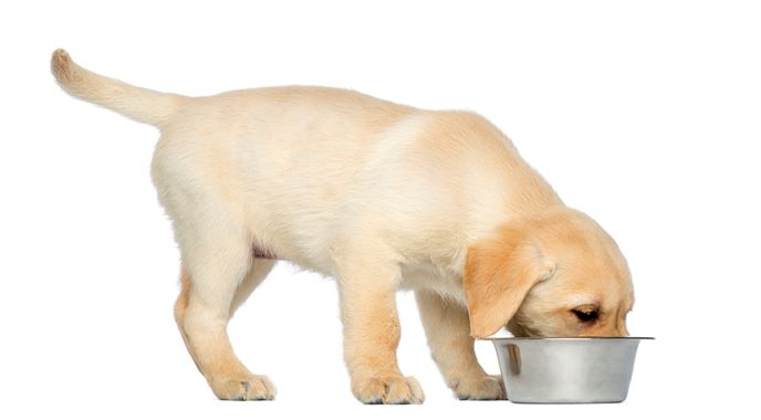 ¿como alimentar a un cachorro?